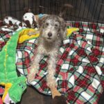 LEO – Miniature Schnoodle $2500