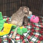 LEO – Miniature Schnoodle $2500