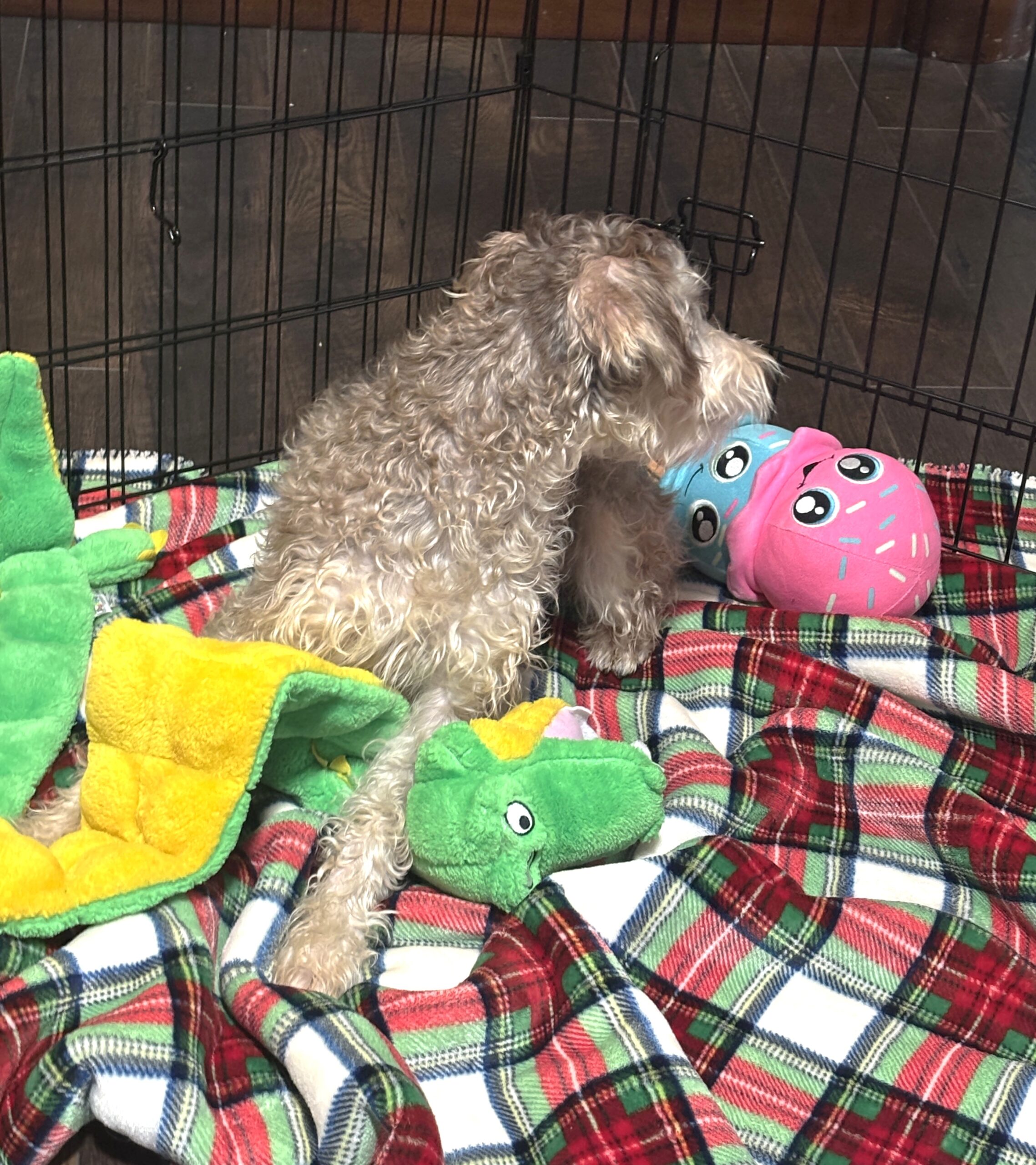 LEO – Miniature Schnoodle $2500