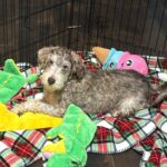 LEO – Miniature Schnoodle $2500