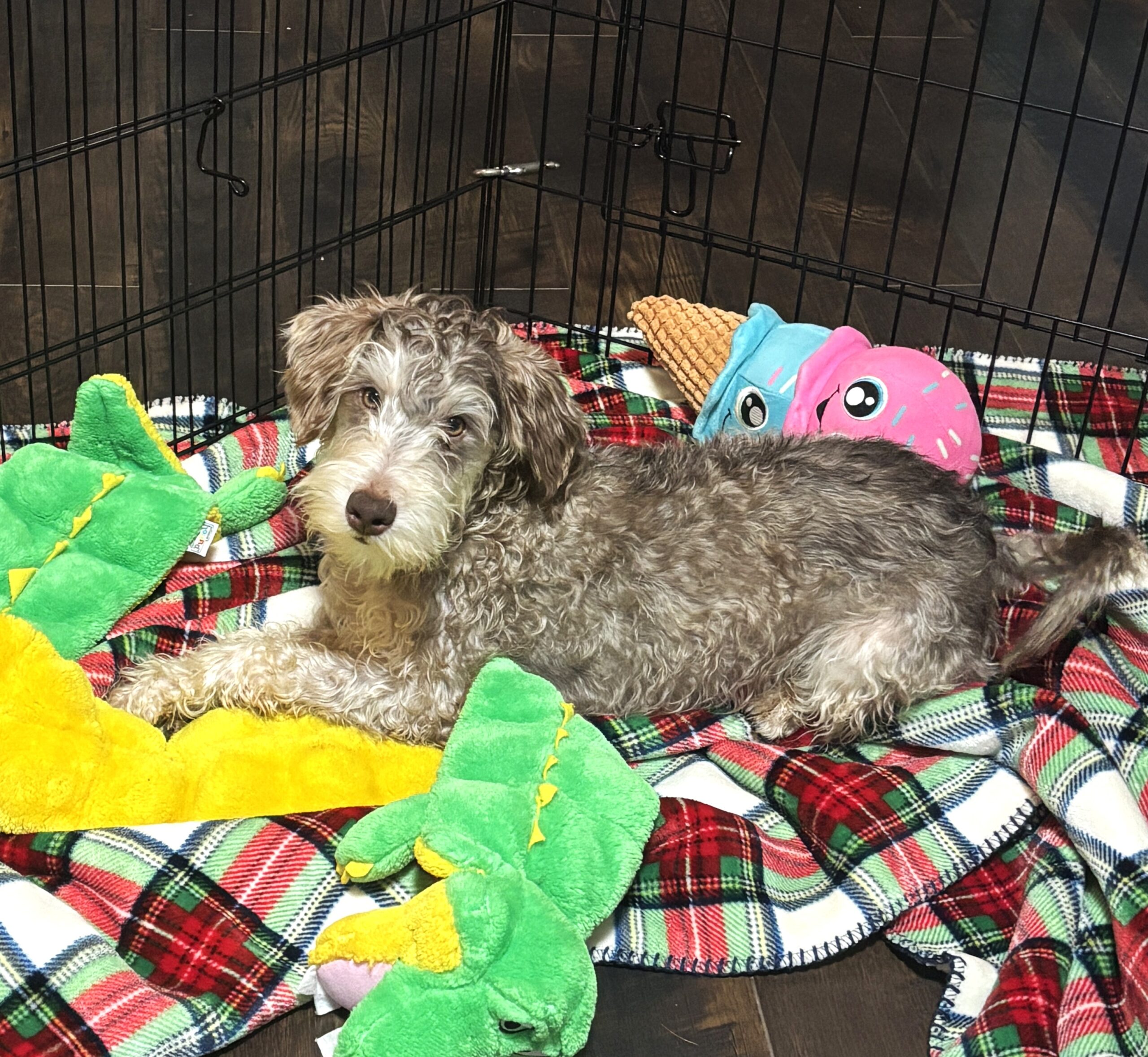 LEO – Miniature Schnoodle $2500
