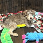 LEO – Miniature Schnoodle $2500