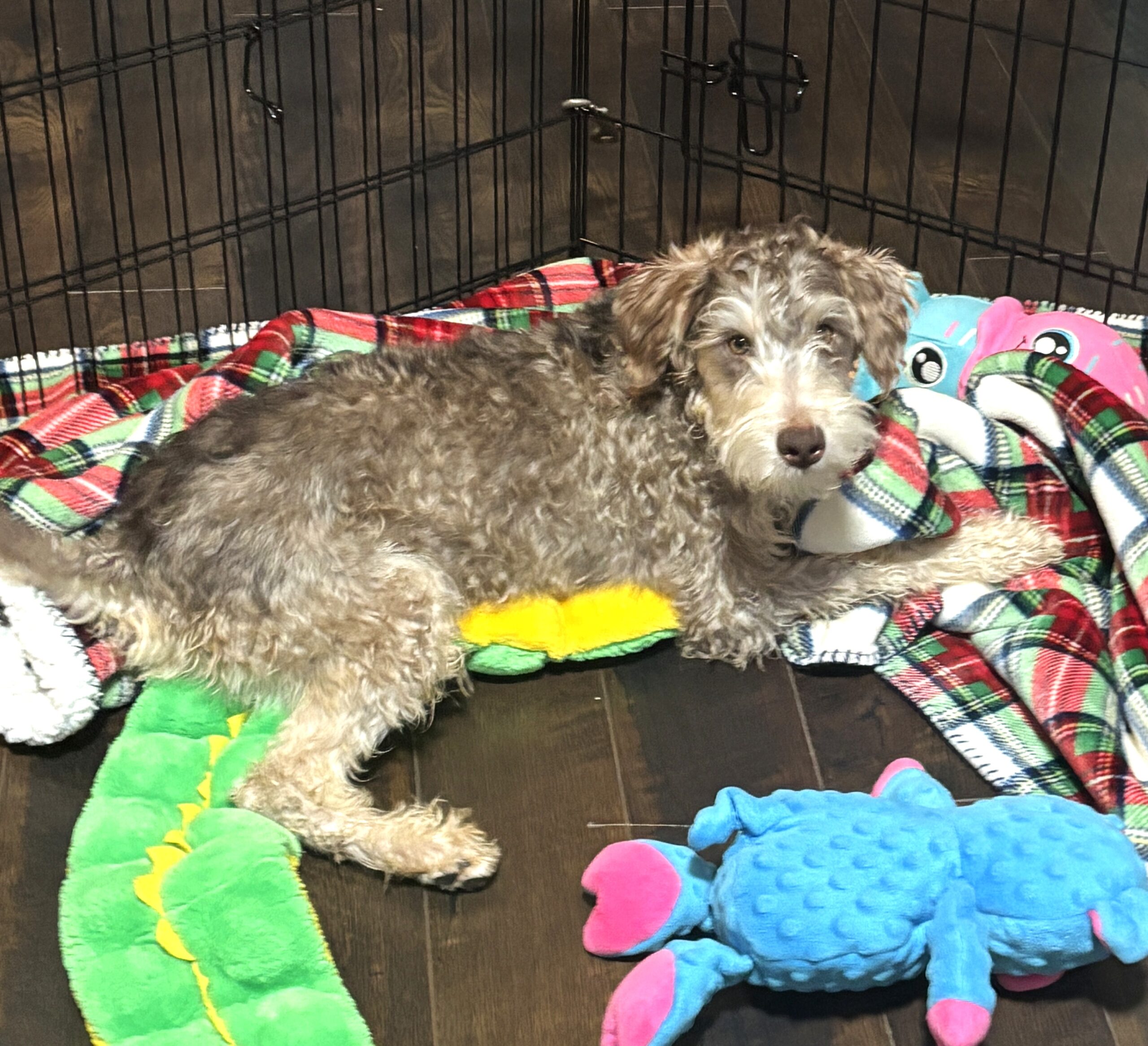 LEO – Miniature Schnoodle $2500
