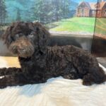 RICKY – Miniature Schnoodle $2300