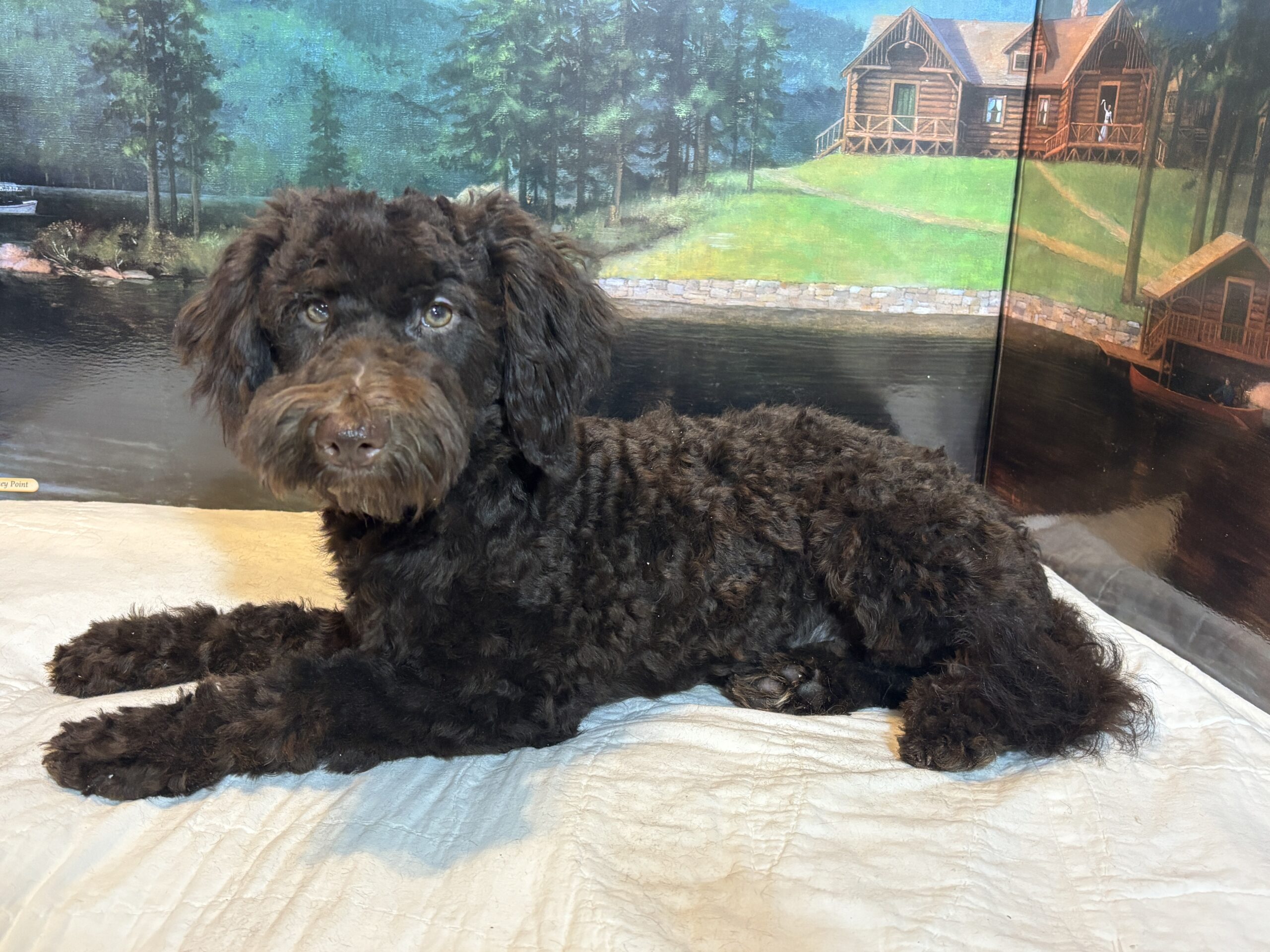 RICKY – Miniature Schnoodle $2300