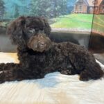 RICKY – Miniature Schnoodle $2300
