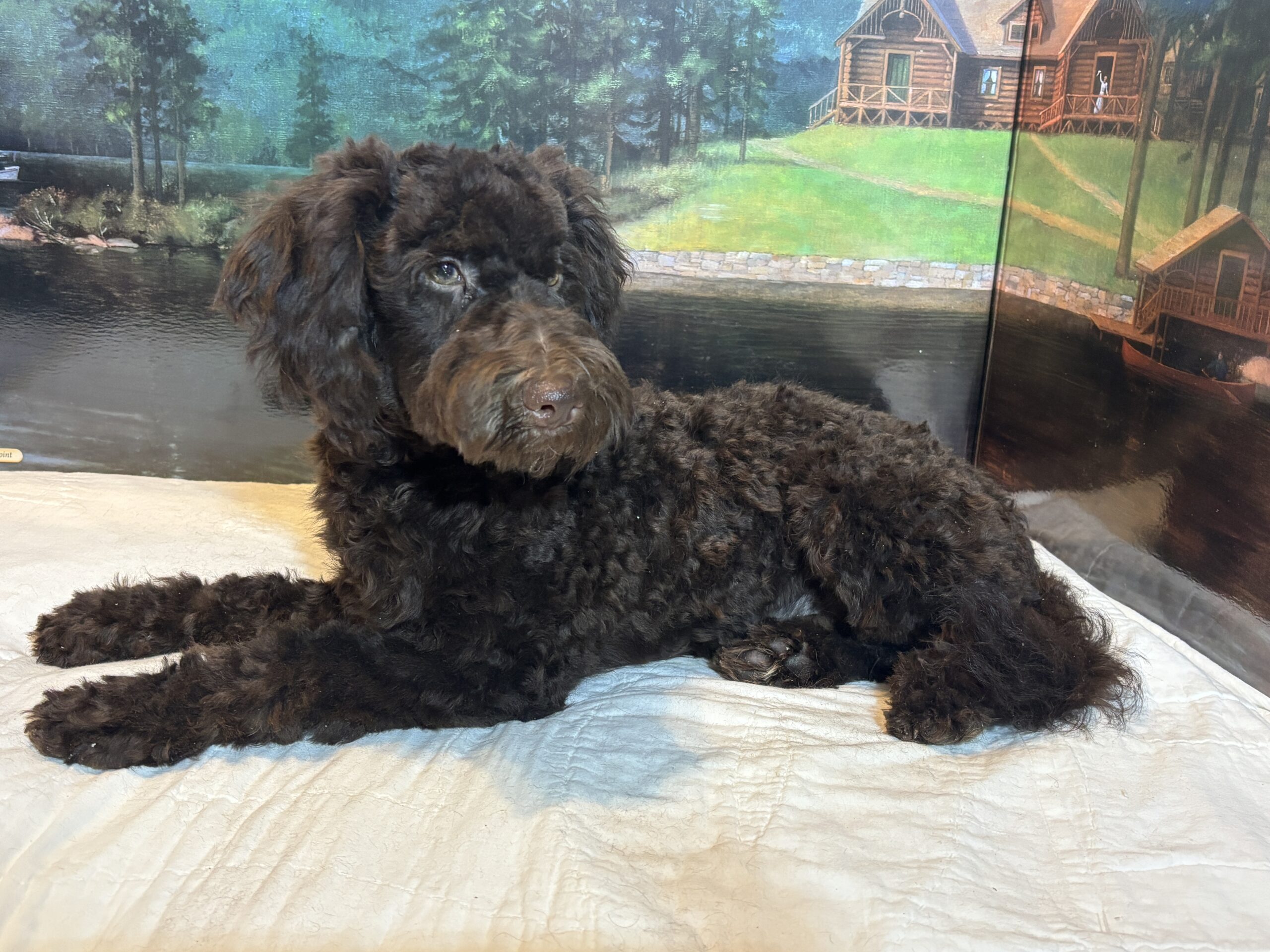 RICKY – Miniature Schnoodle $2300