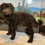 RICKY – Miniature Schnoodle $2300