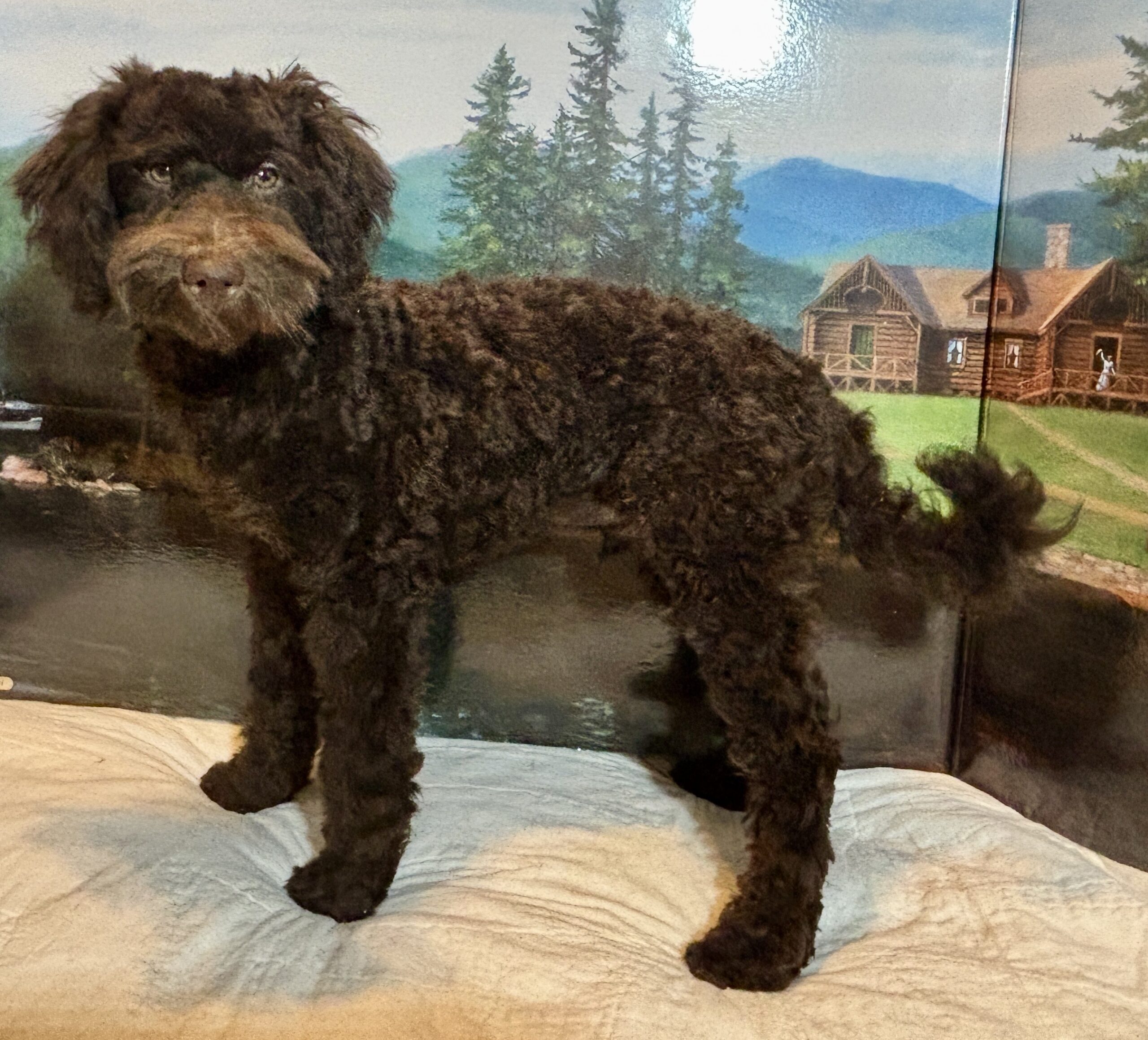 RICKY – Miniature Schnoodle $2300