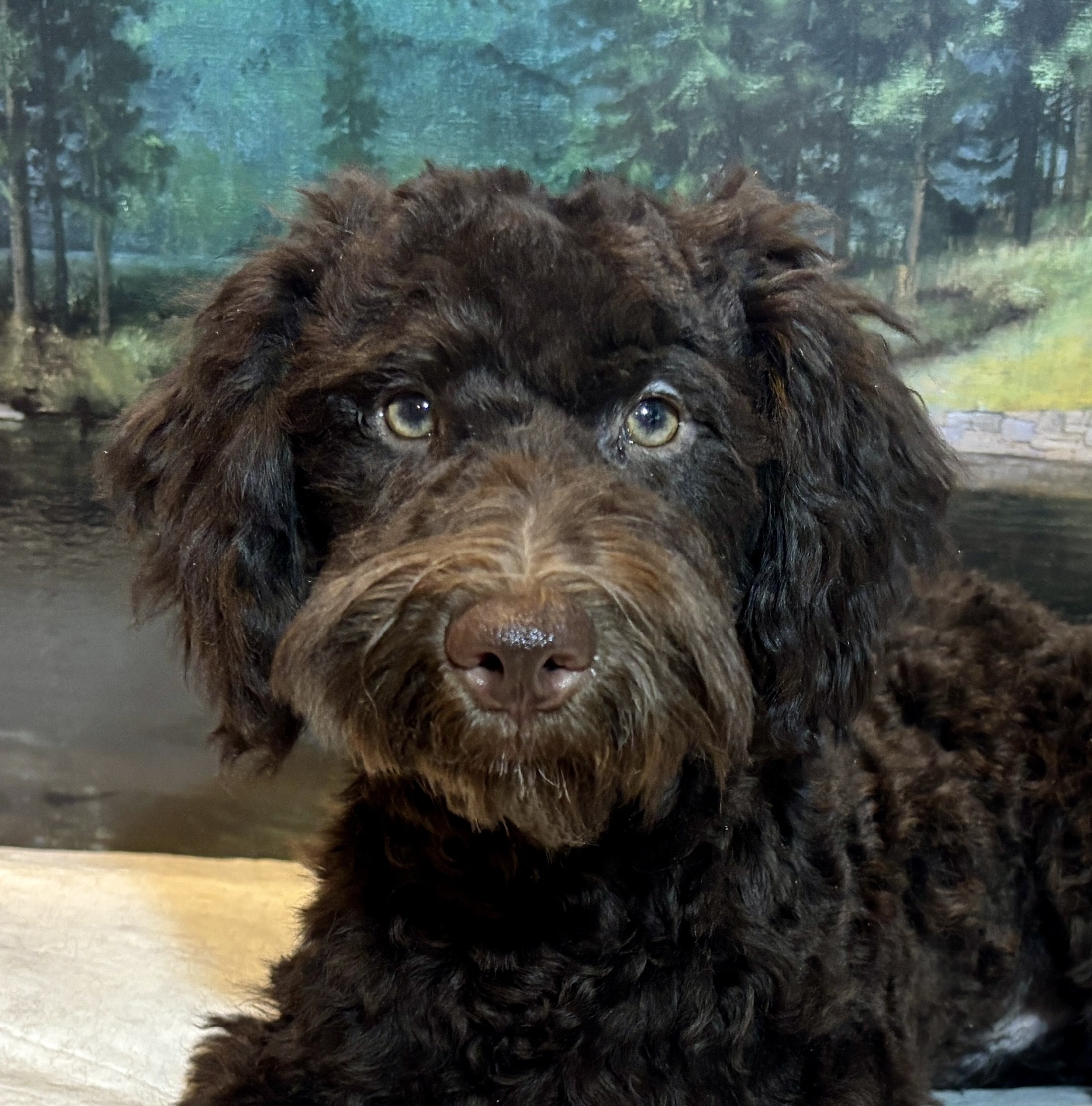 RICKY – Miniature Schnoodle $2300