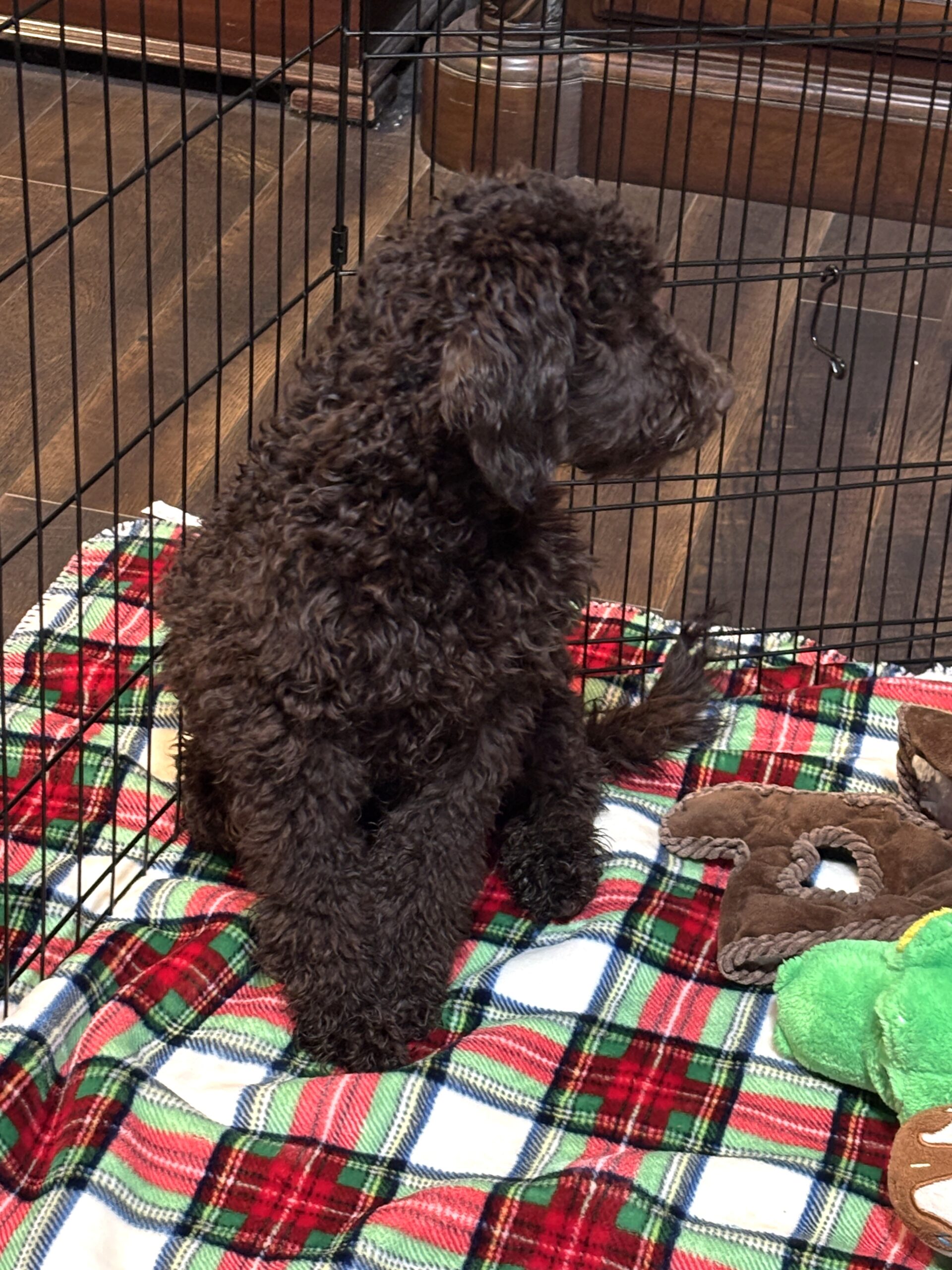 RICKY – Miniature Schnoodle $2300