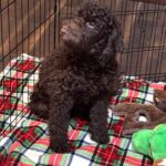 RICKY – Miniature Schnoodle $2300