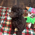 RICKY – Miniature Schnoodle $2300