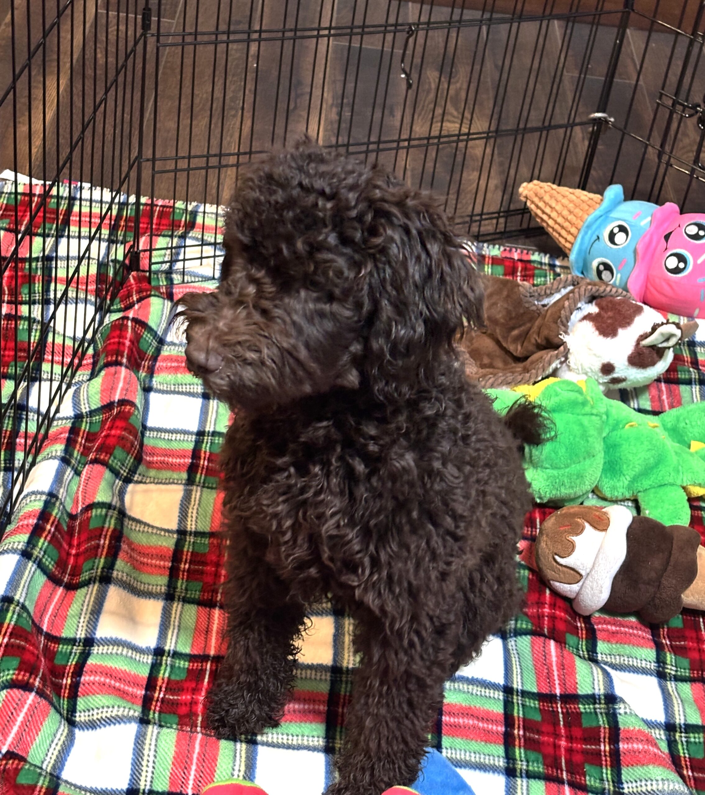 RICKY – Miniature Schnoodle $2300