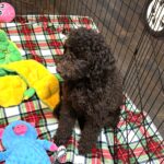 RICKY – Miniature Schnoodle $2300