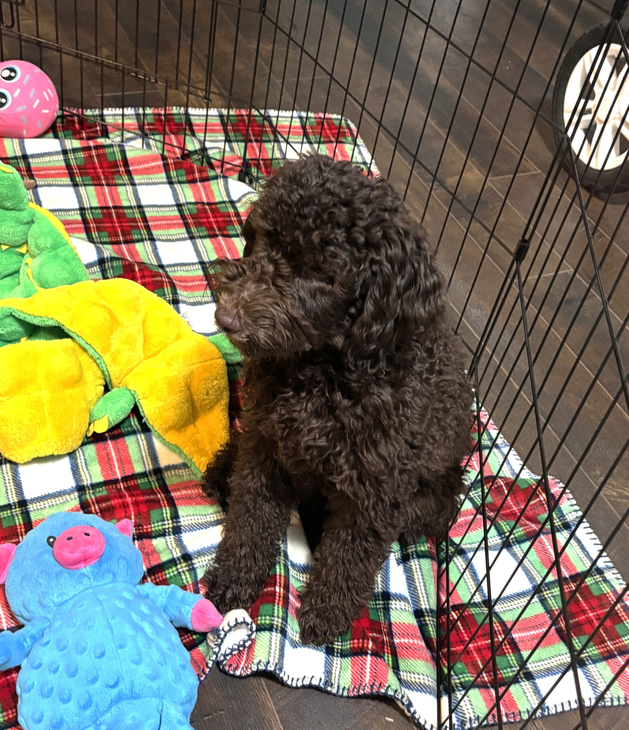 RICKY – Miniature Schnoodle $2300