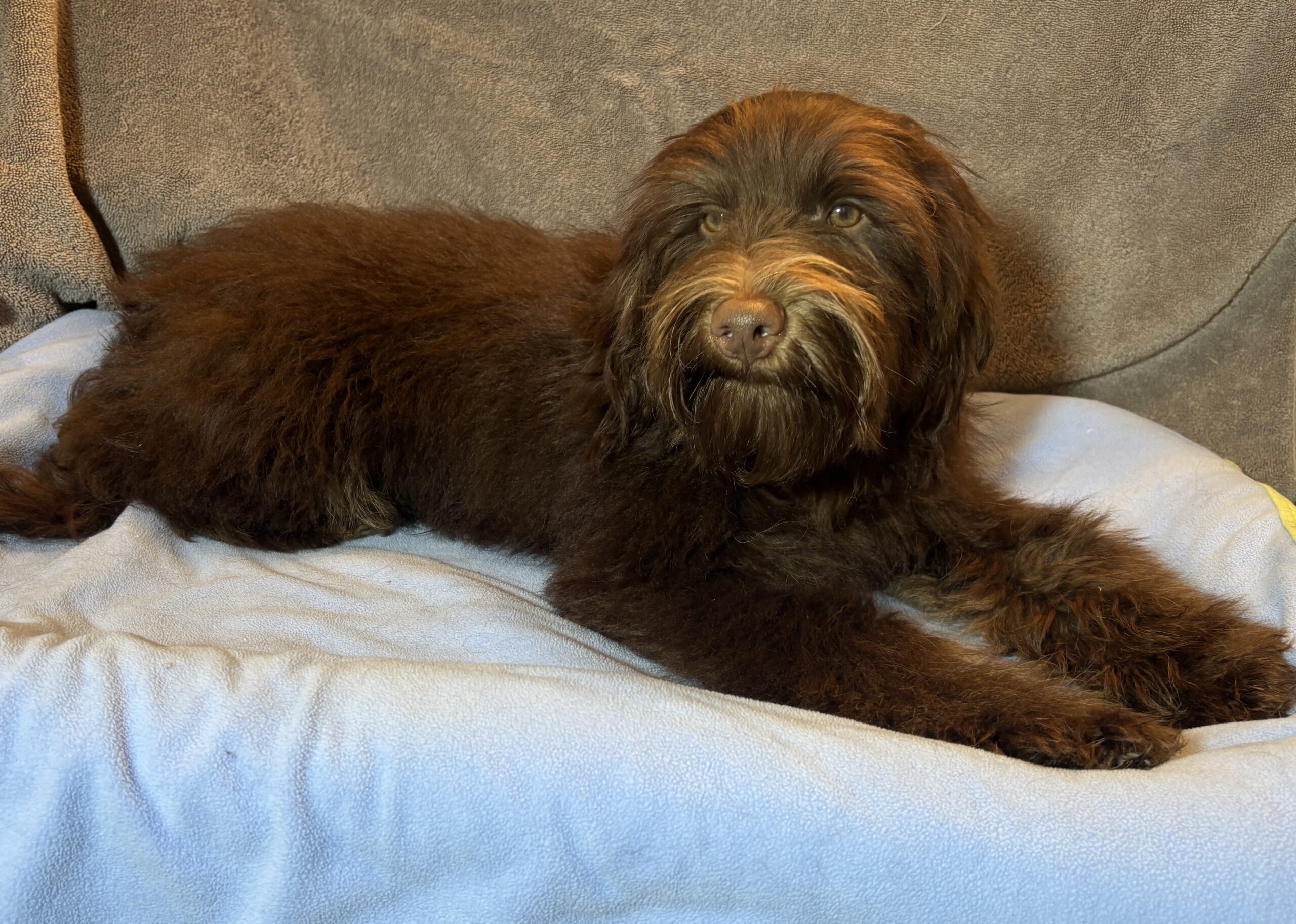 WOODY – Miniature Schnoodle $2300