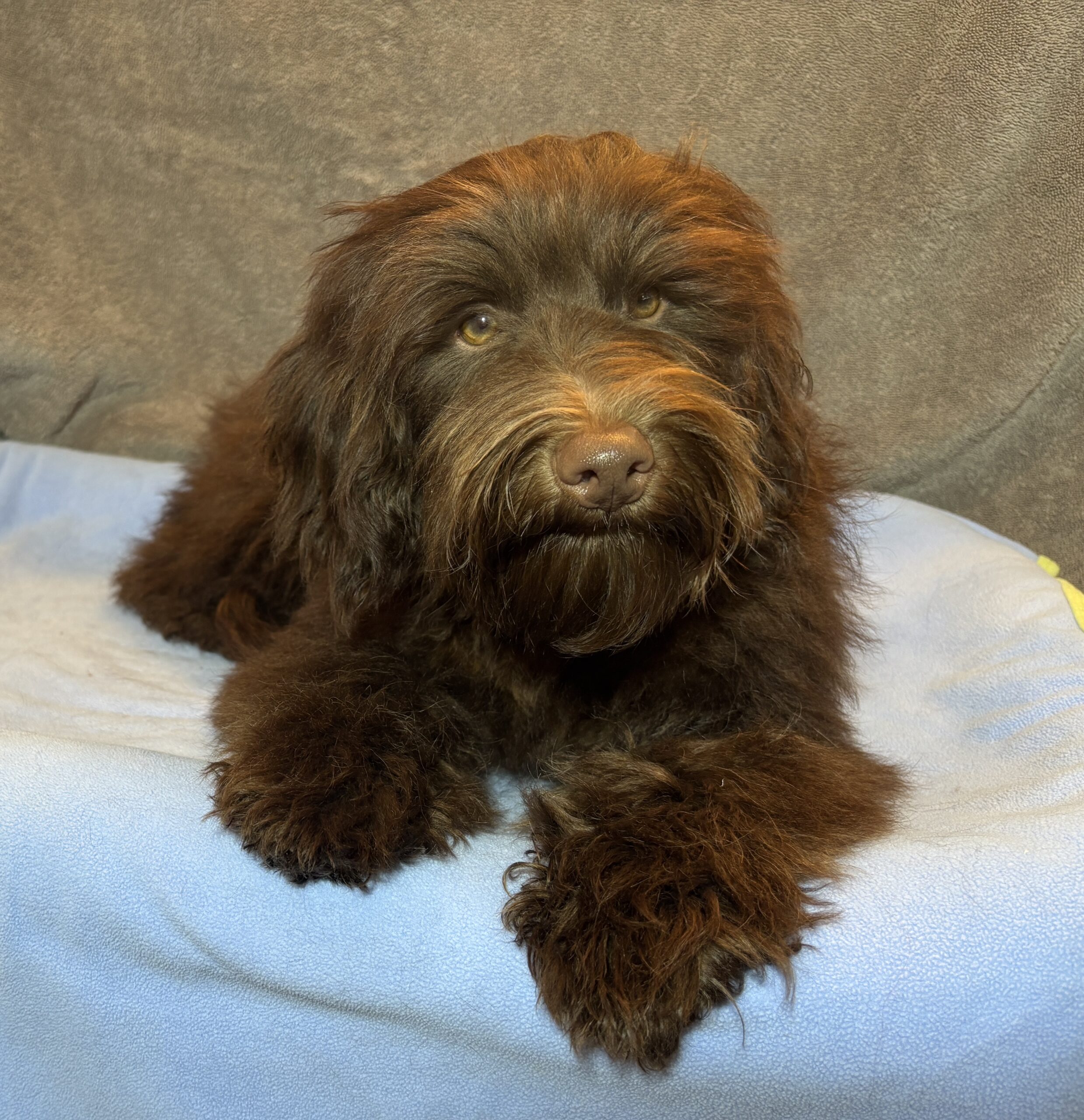 WOODY – Miniature Schnoodle $2300