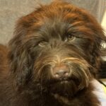WOODY – Miniature Schnoodle $2300