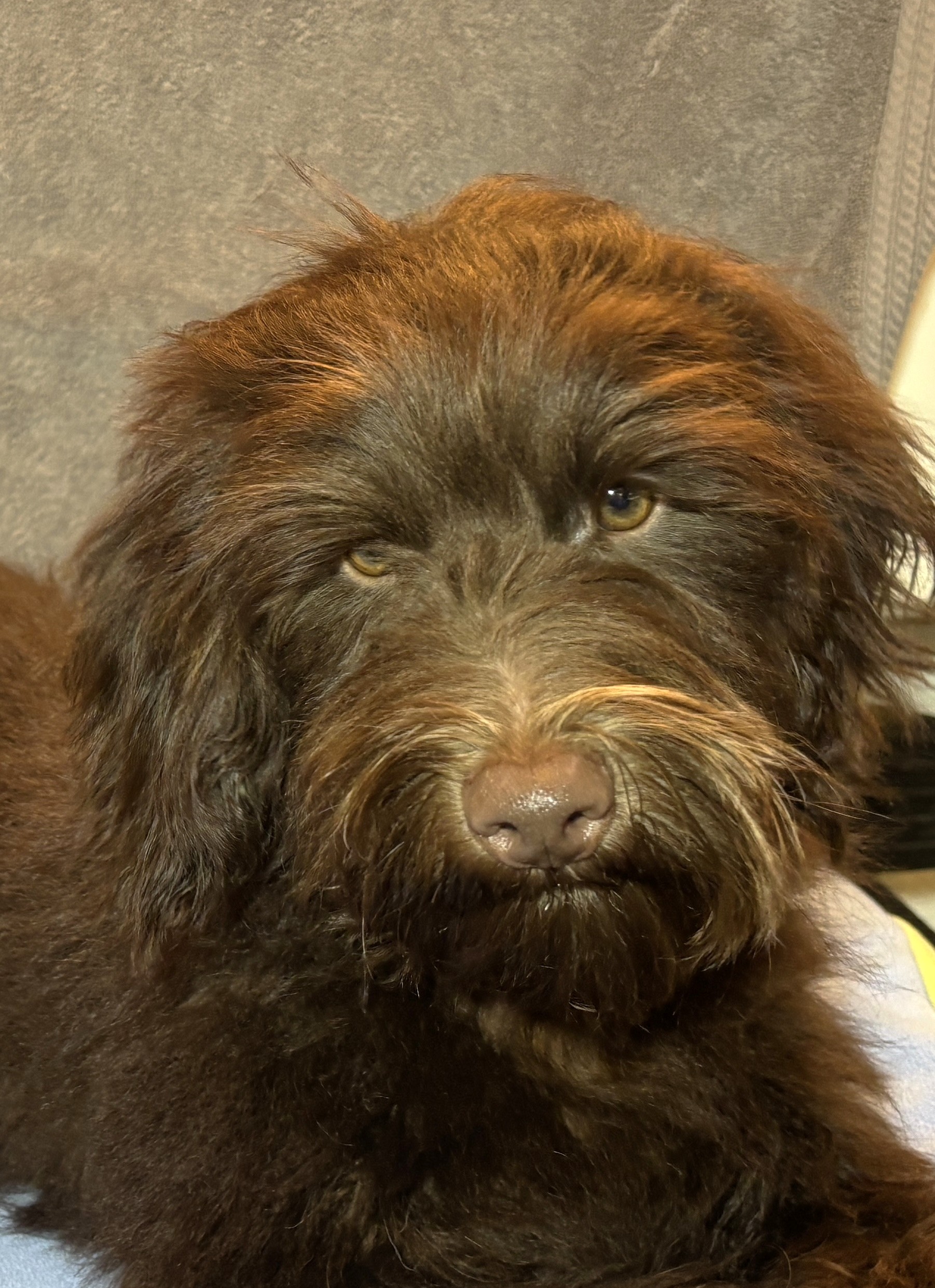 WOODY – Miniature Schnoodle $2300