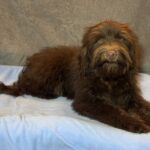 WOODY – Miniature Schnoodle $2300