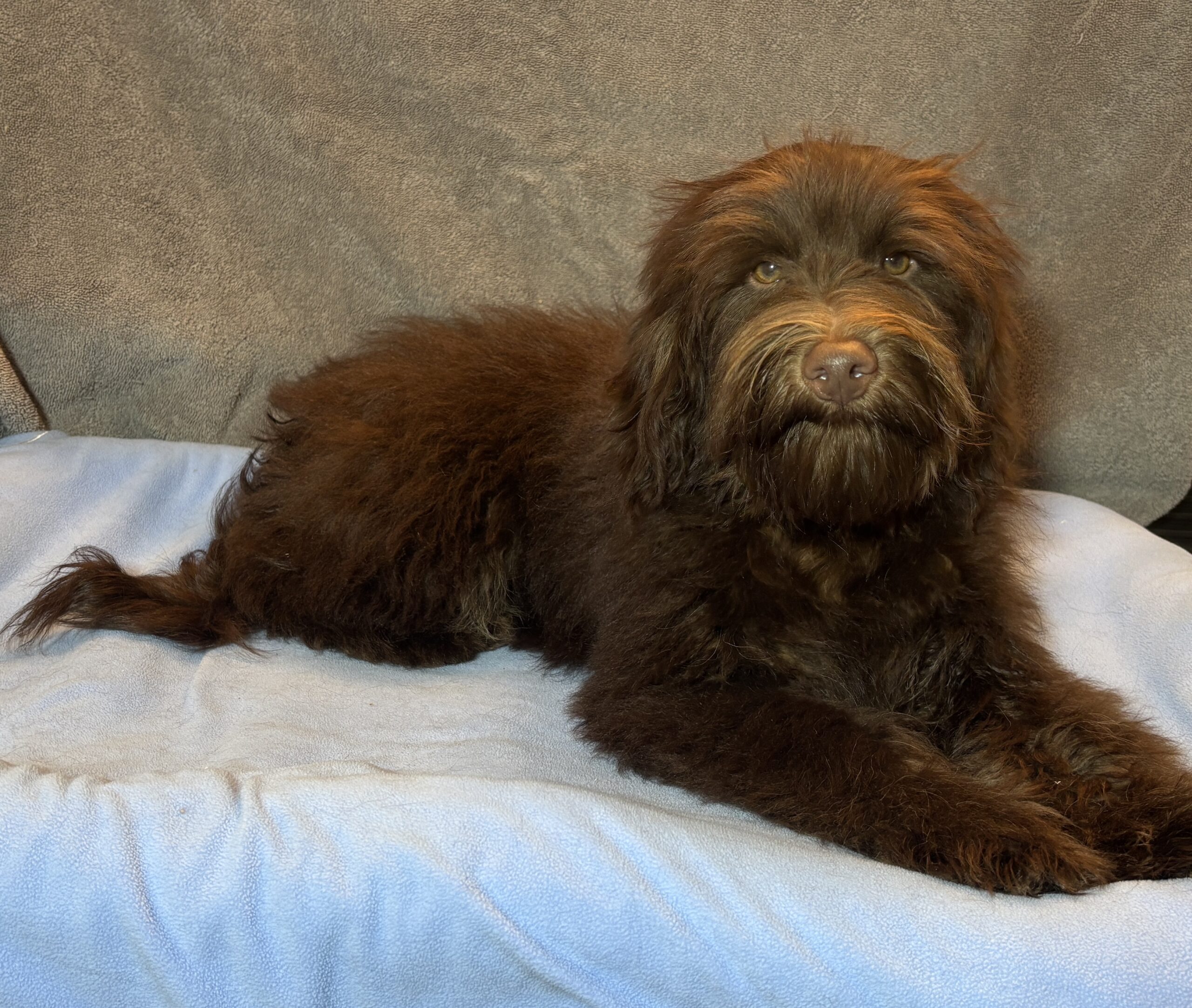 WOODY – Miniature Schnoodle $2300