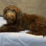 ZIGGY – Miniature Schnoodle $2300