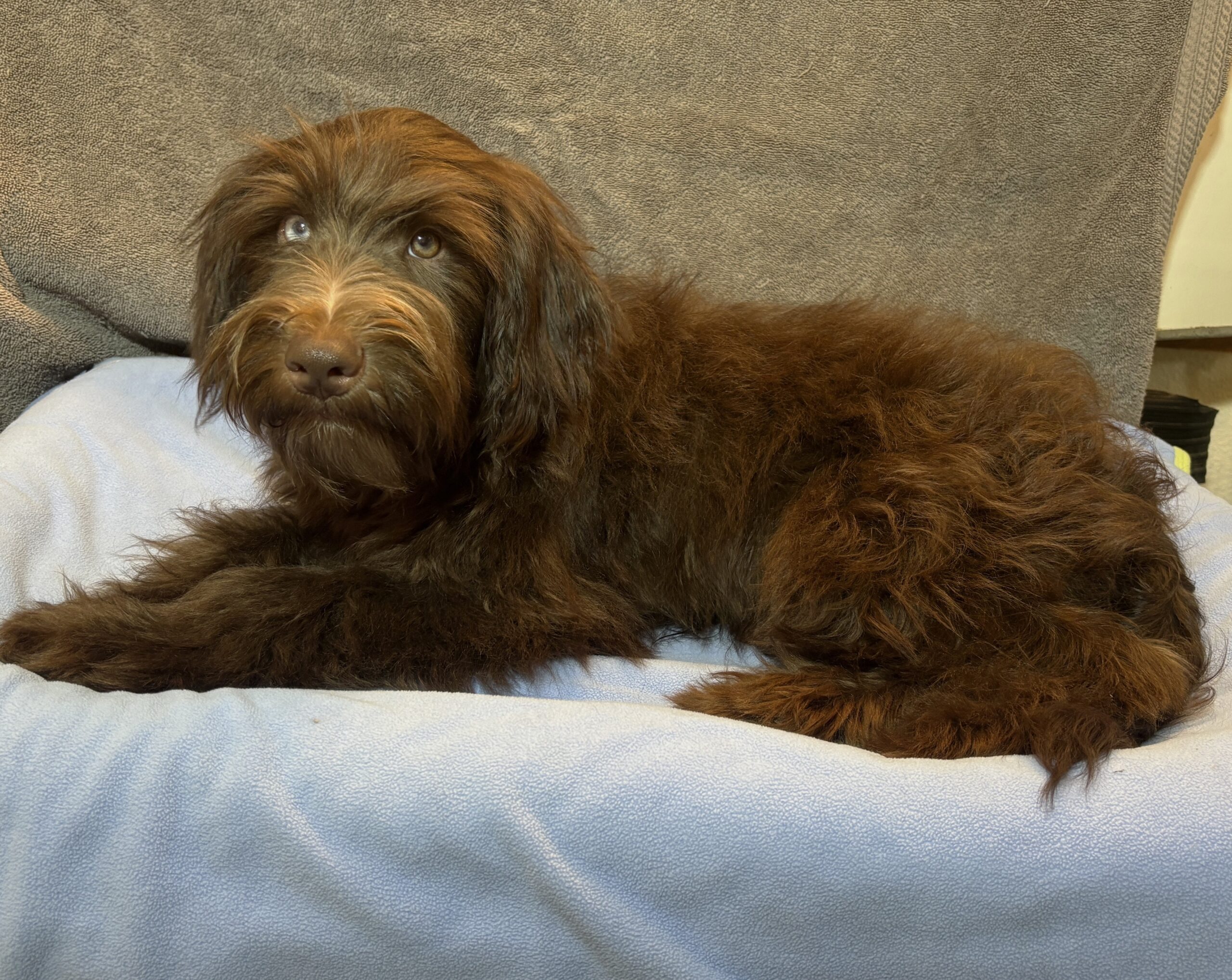 ZIGGY – Miniature Schnoodle $2300