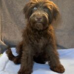 ZIGGY – Miniature Schnoodle $2300