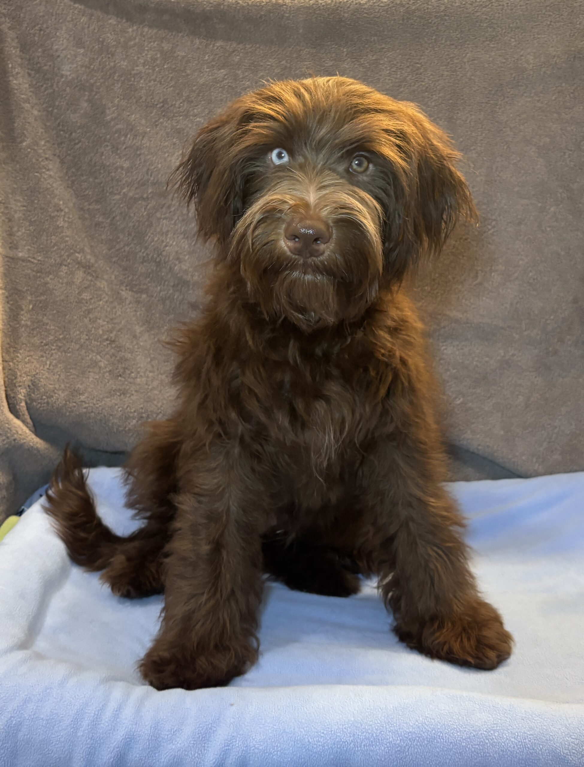ZIGGY – Miniature Schnoodle $2300