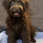 ZIGGY – Miniature Schnoodle $2300