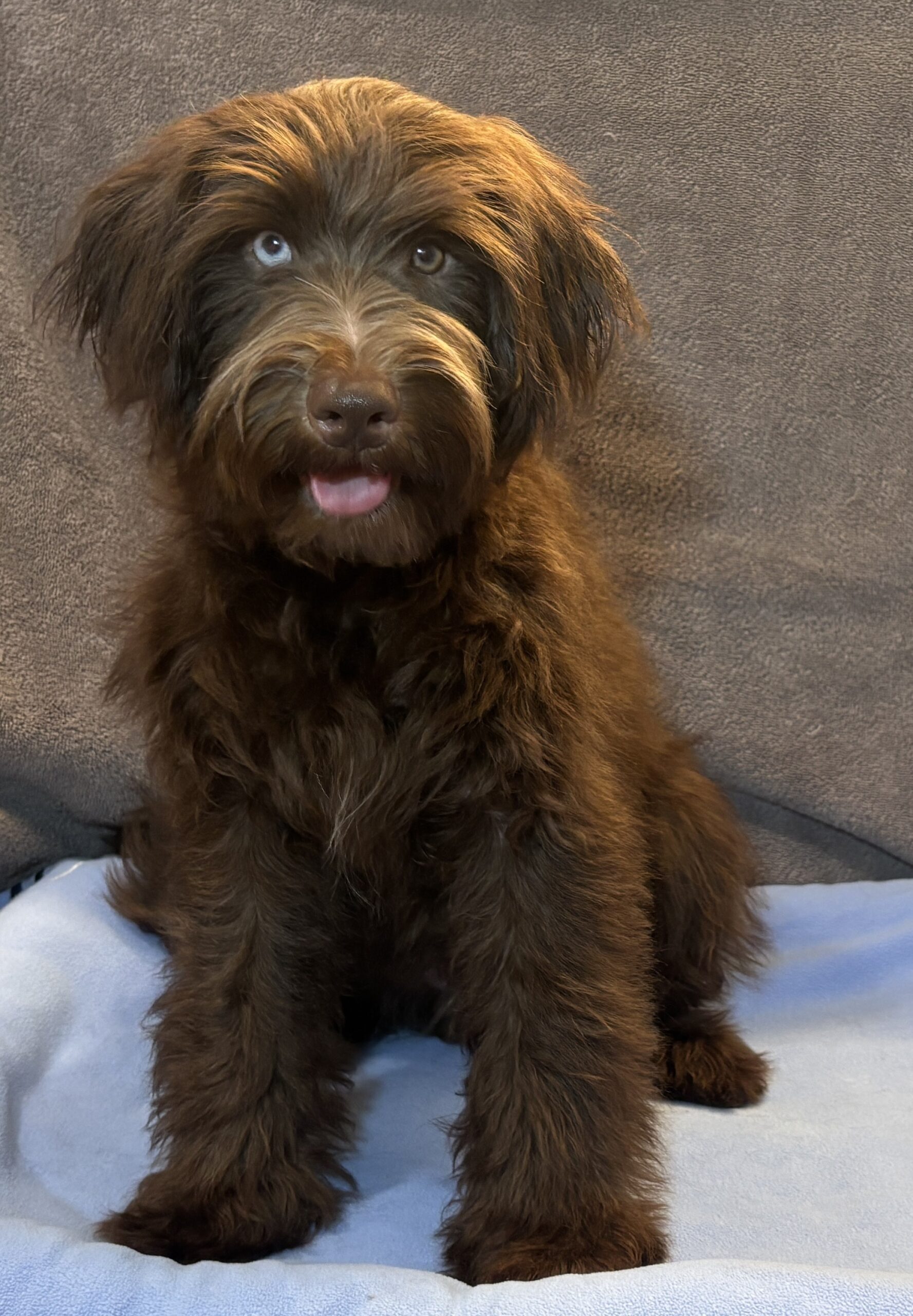 ZIGGY – Miniature Schnoodle $2300