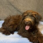 ZIGGY – Miniature Schnoodle $2300