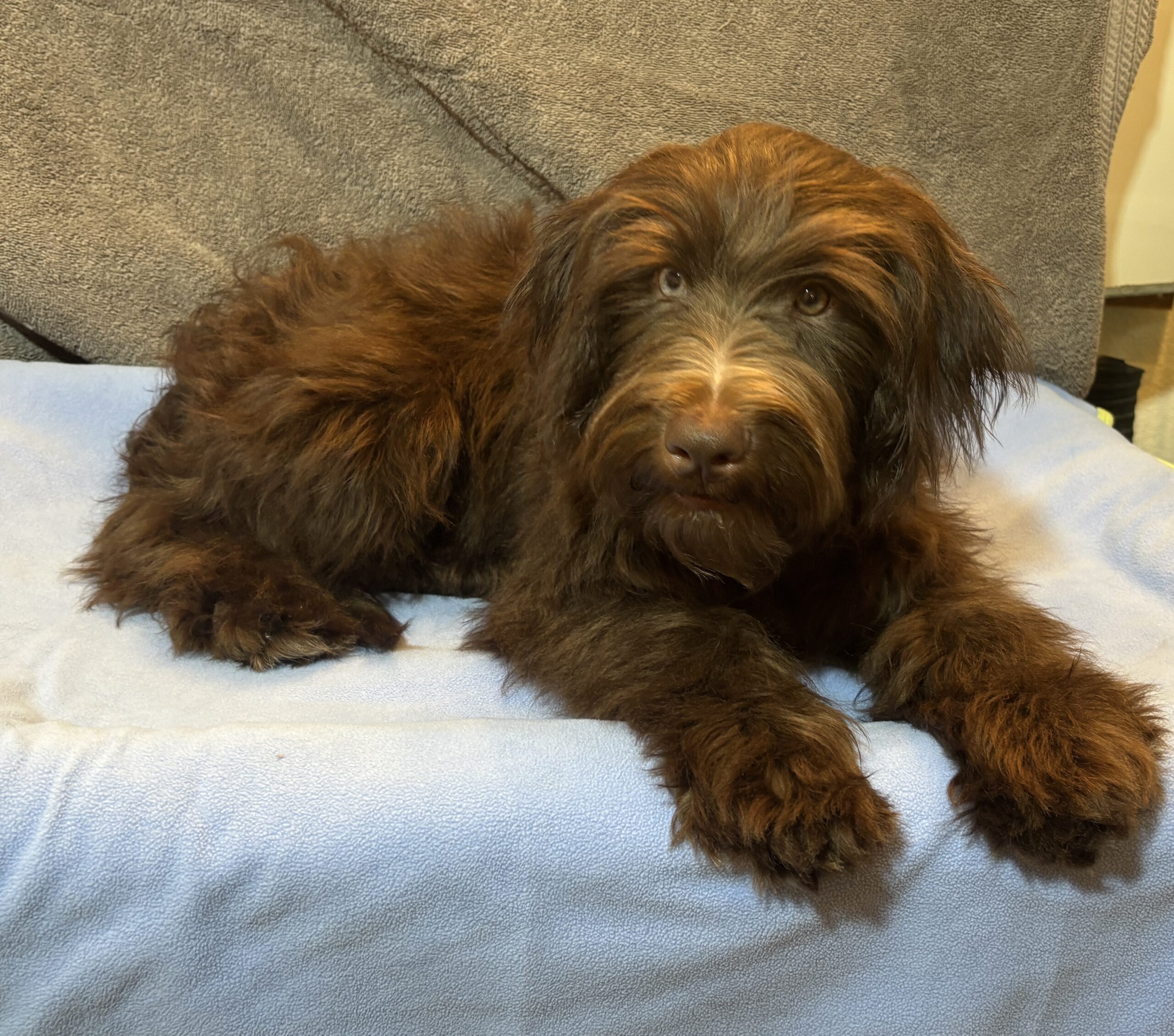 ZIGGY – Miniature Schnoodle $2300