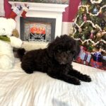LEWIS- Miniature Schnoodle $2300
