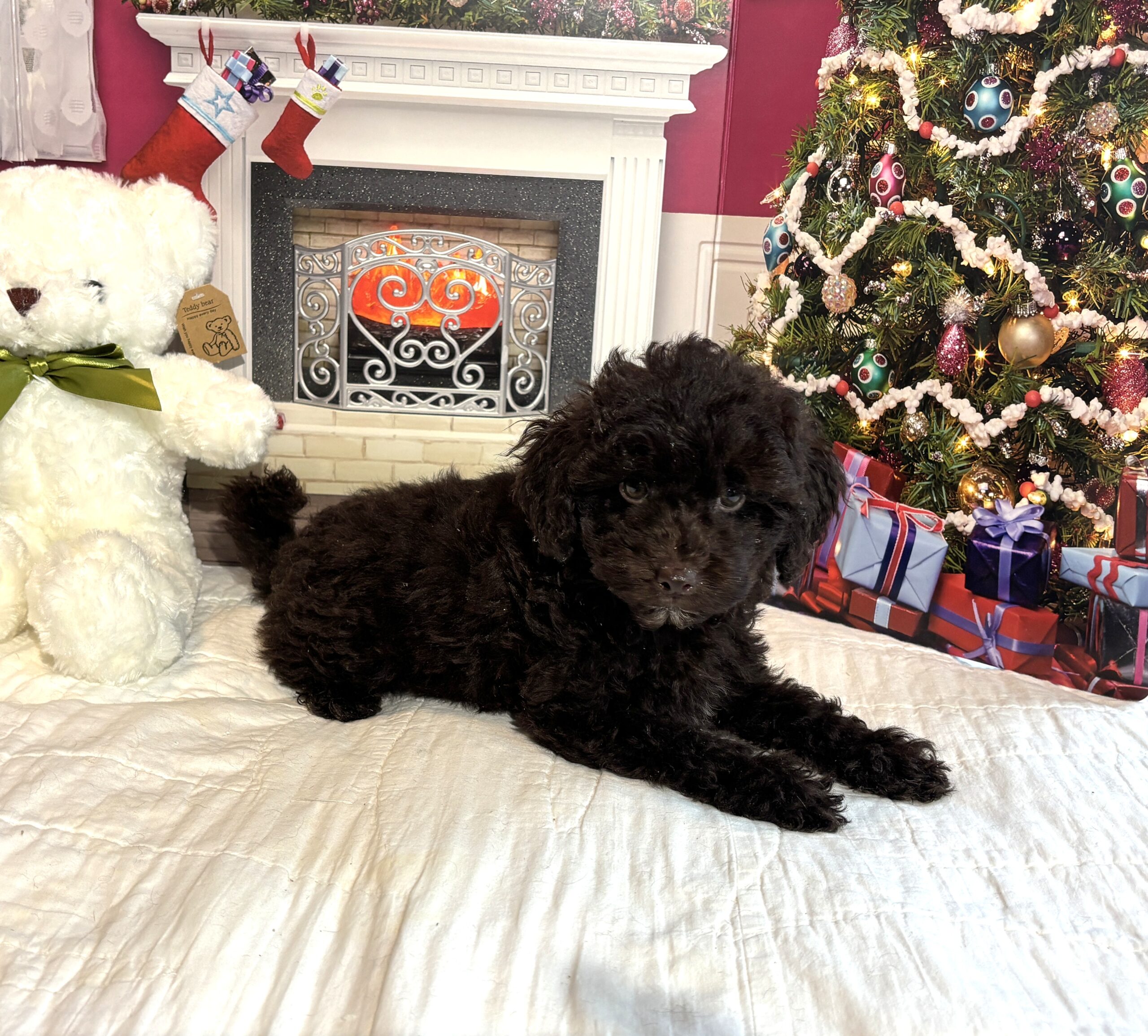 LEWIS- Miniature Schnoodle $2300