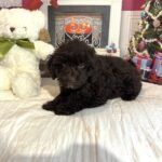 LEWIS- Miniature Schnoodle $2300