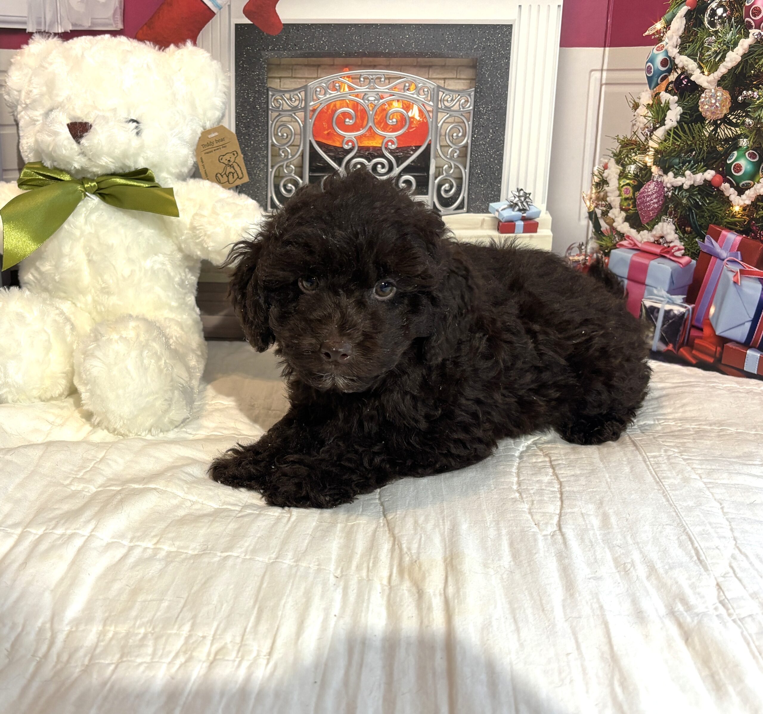 LEWIS- Miniature Schnoodle $2300