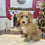 HENRY – Miniature Schnoodle $2500