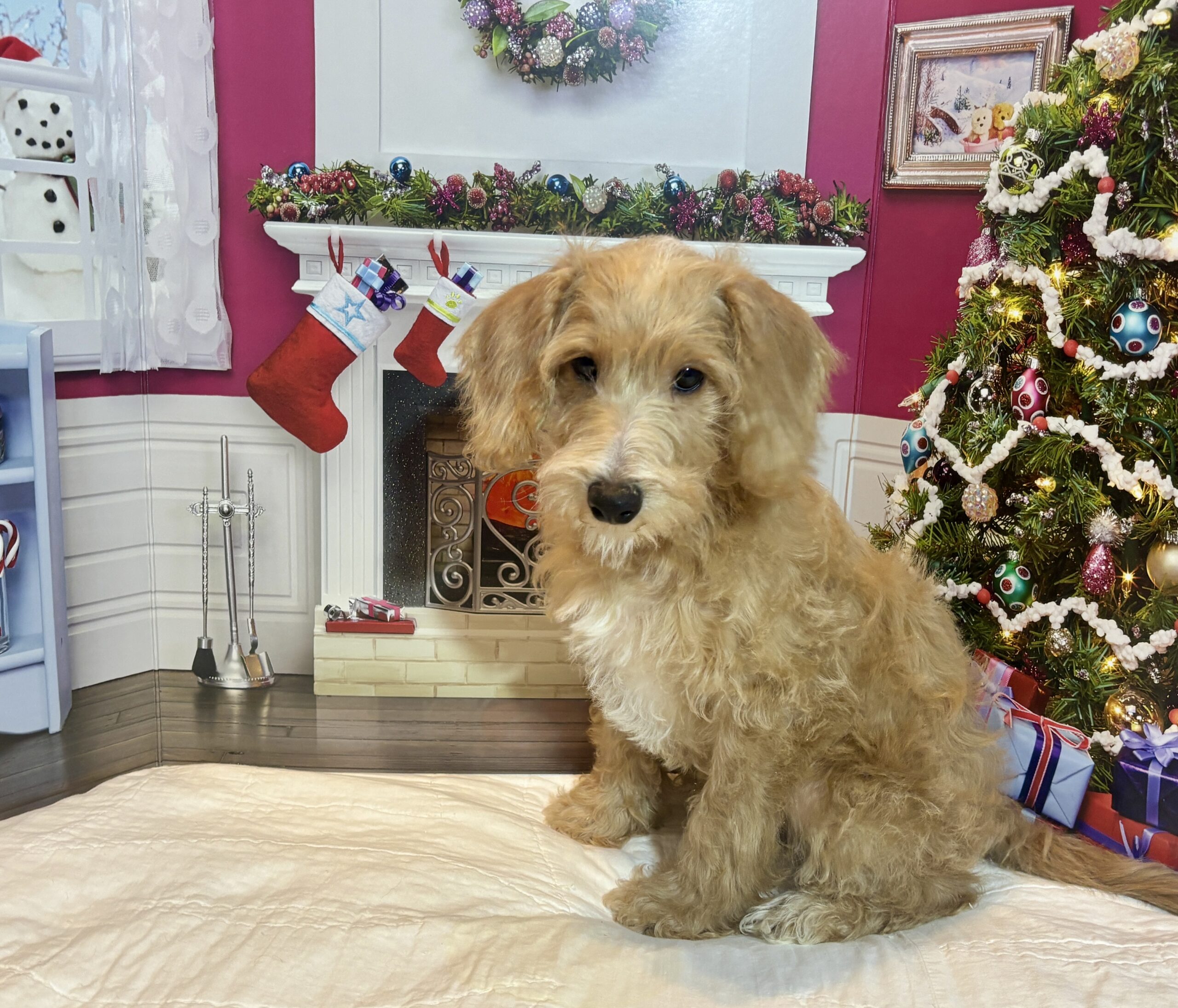 HENRY – Miniature Schnoodle $2500