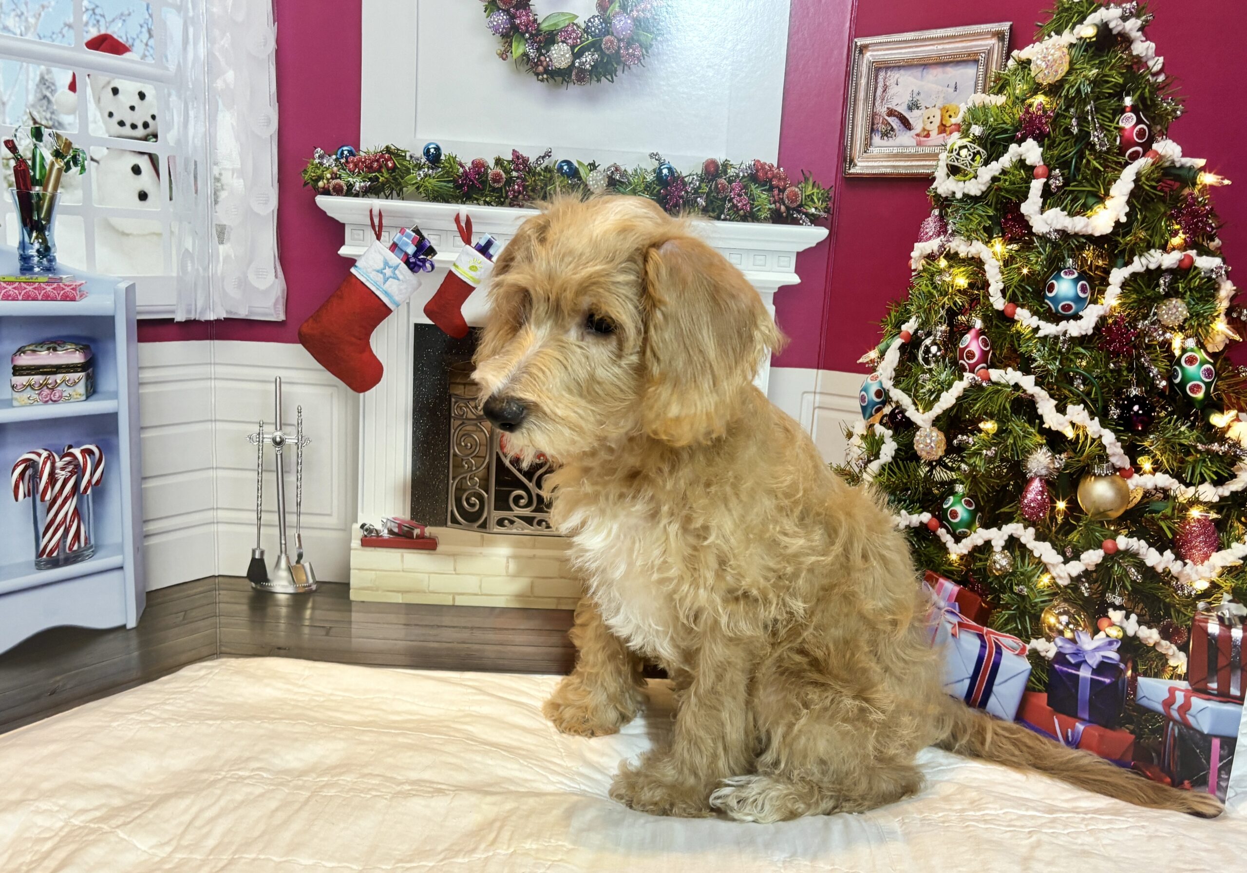 HENRY – Miniature Schnoodle $2500