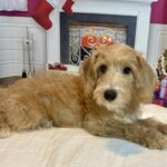 HENRY – Miniature Schnoodle $2500