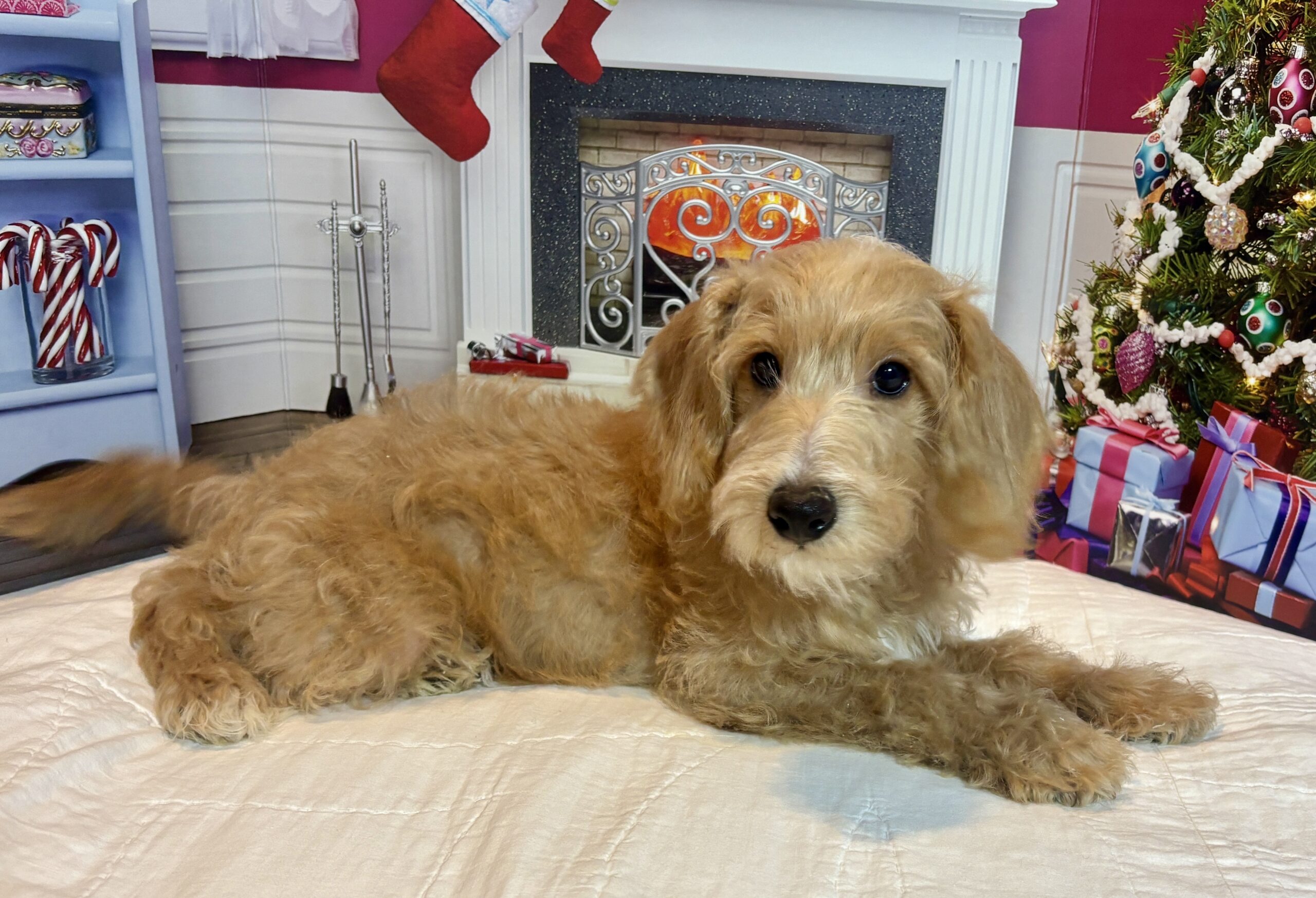 HENRY – Miniature Schnoodle $2500