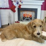 HENRY – Miniature Schnoodle $2500