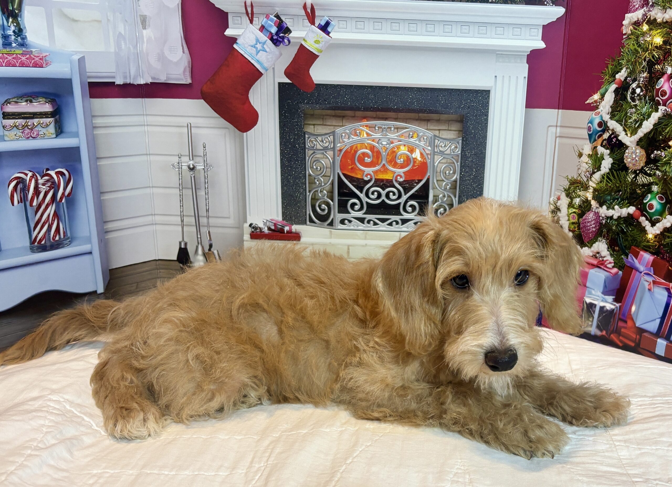 HENRY – Miniature Schnoodle $2500