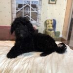 LUCKY – Toy Schnoodle $1800