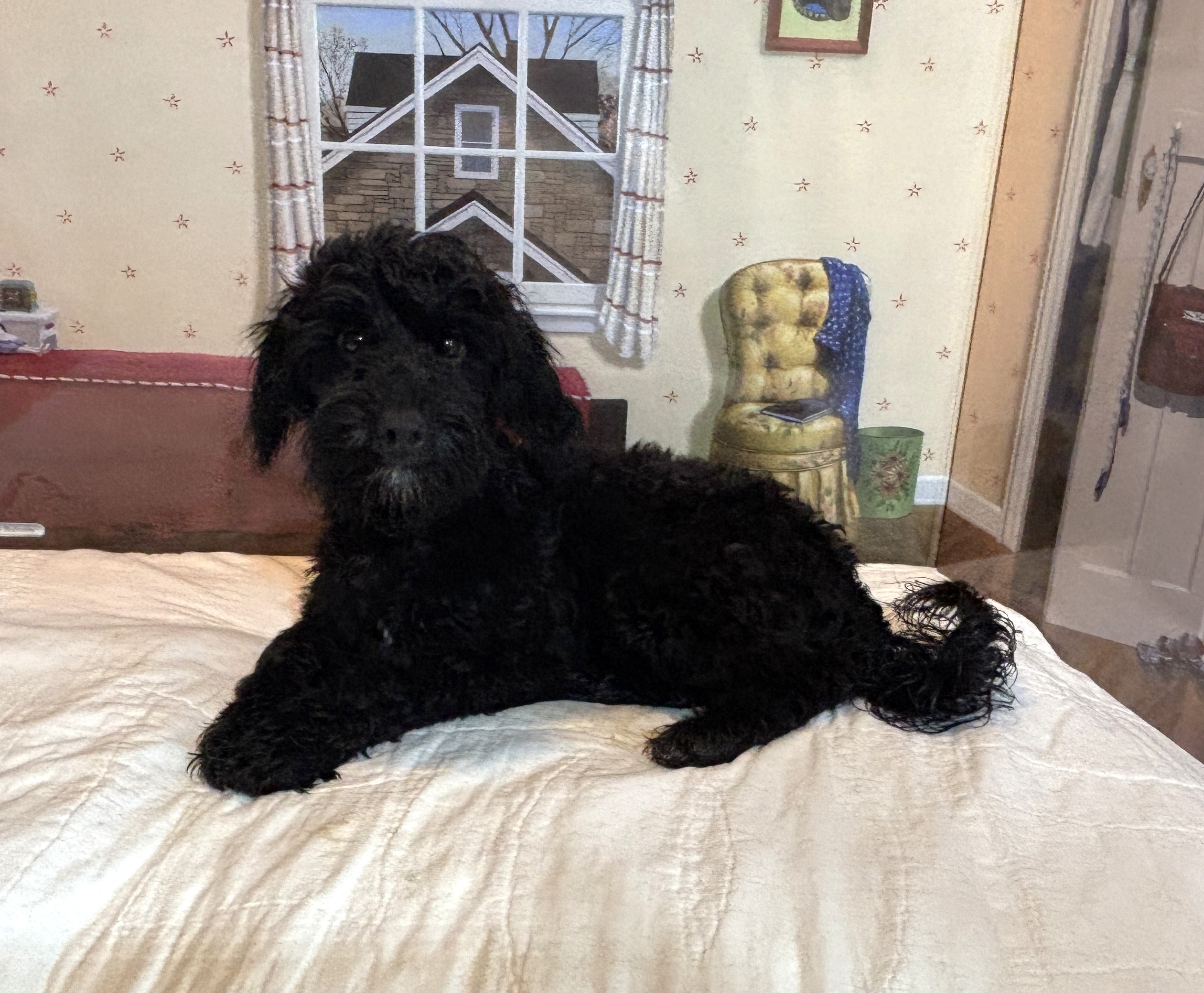 LUCKY – Toy Schnoodle $1800