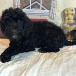 LUCKY – Toy Schnoodle $1800