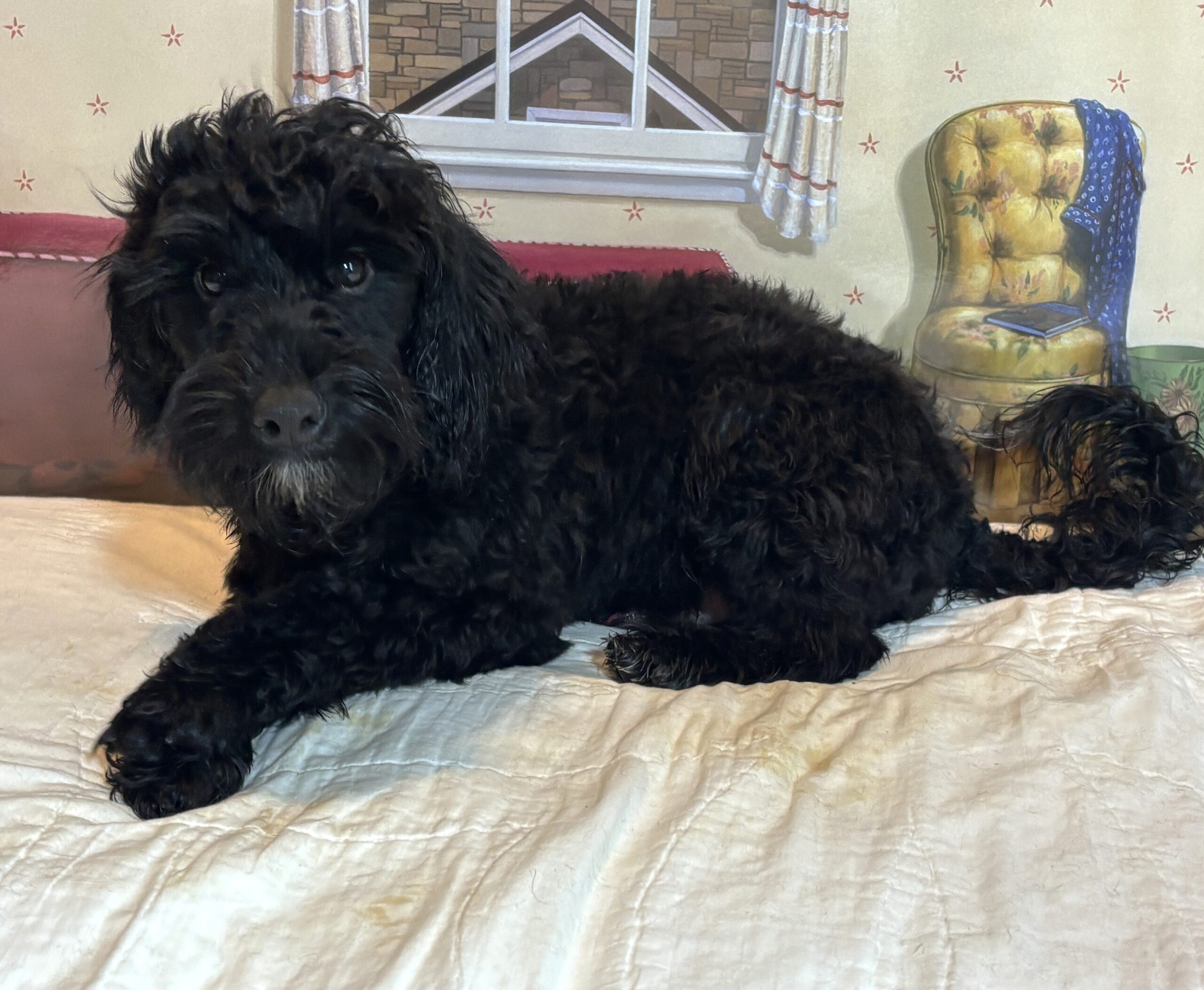 LUCKY – Toy Schnoodle $1800