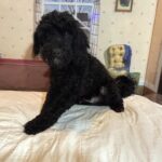 LUCKY – Toy Schnoodle $1800